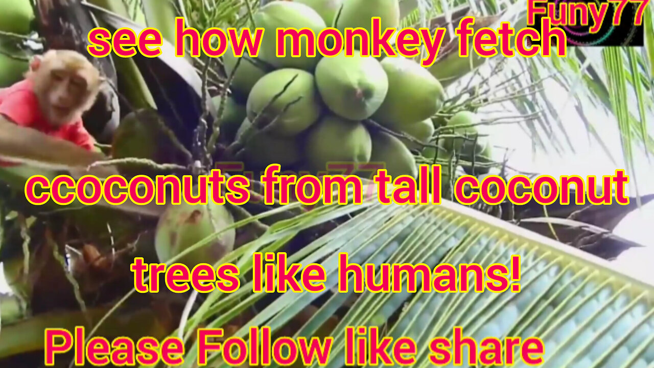 Monkey & coconut tree. viral trending funy vdo.