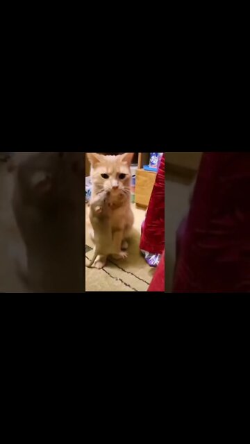 Cat funny videos || cat tiktok || cat instagram || cat training #short #shortbreak
