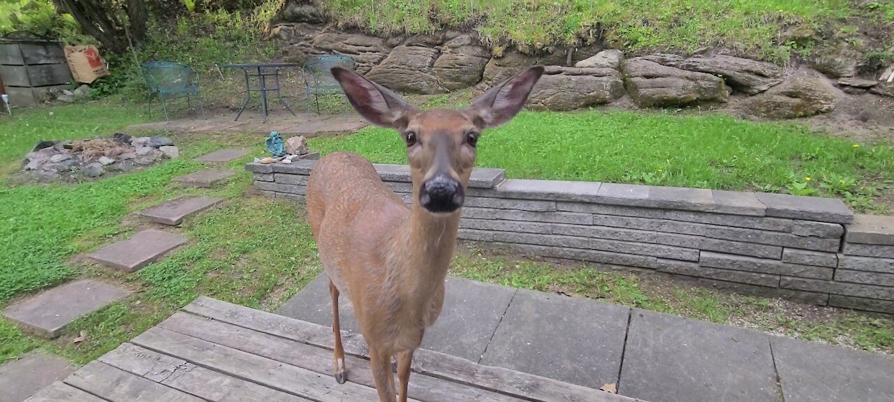 Curious deer comes knocking and peeking at the door