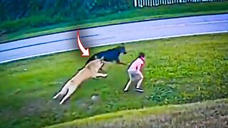 25 Hero Animals That Saved Human Lives