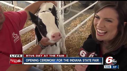 Opening day at the Indiana State Fair features livestock