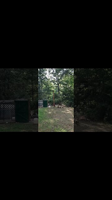 Relaxing with the chickens