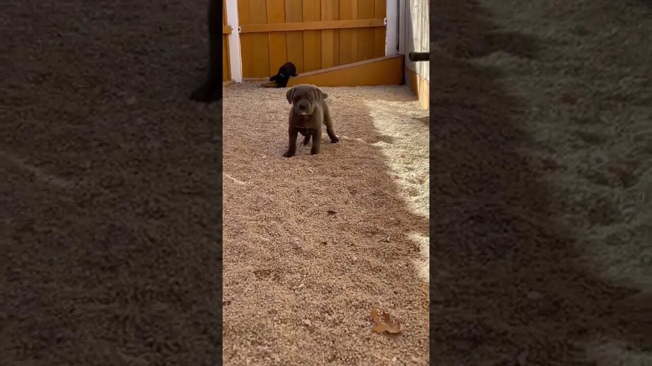 6 Week old Cane Corso puppies