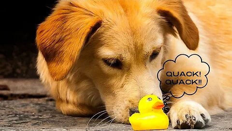 Dog Toy Squeaky sound #dog #trending #dog sound #squeaky #youtube #funnydogs #dogtoy