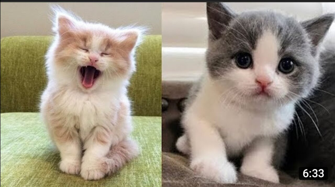 Funny cat Cute cat Reaction video