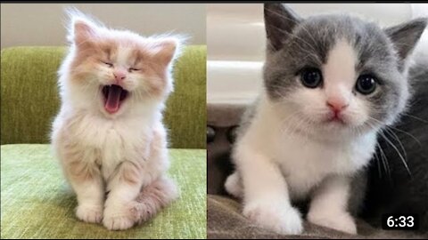 Funny cat Cute cat Reaction video