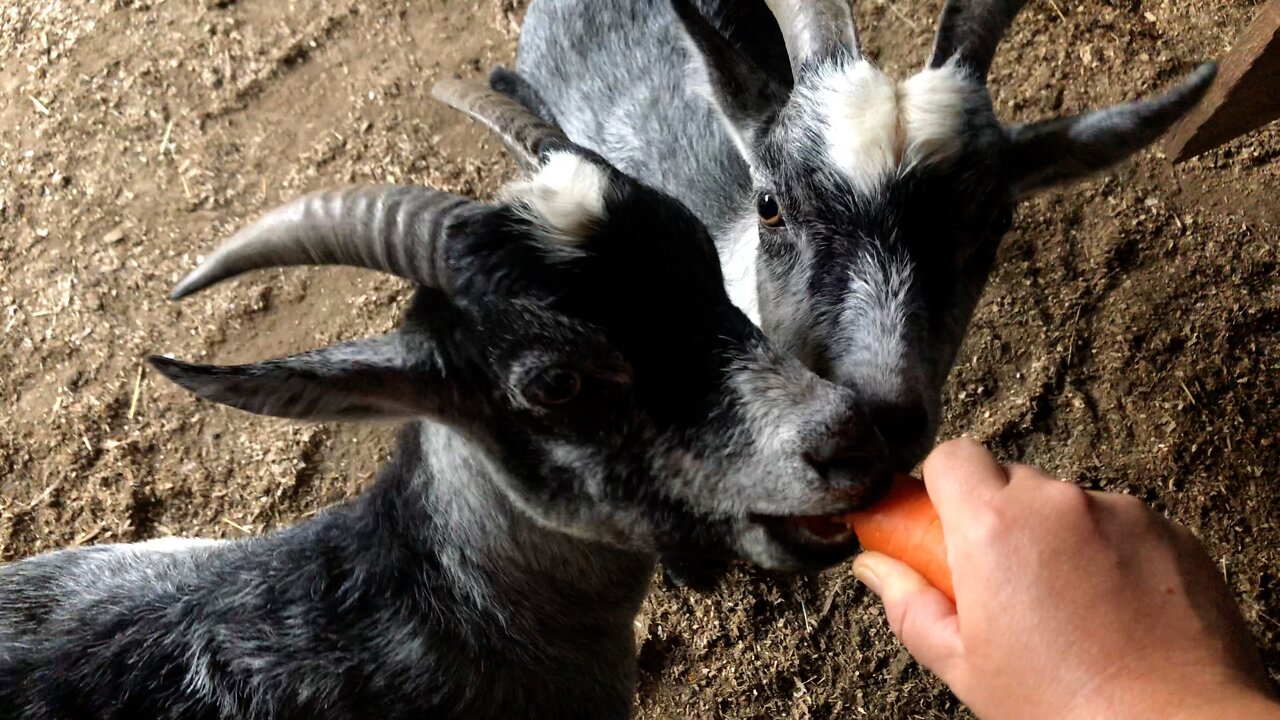 2 Goats 1 Carrot