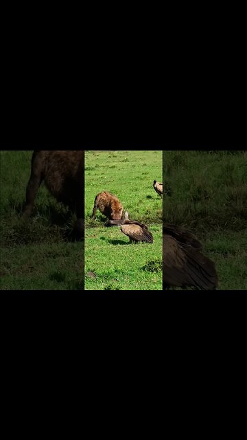 Hyena Pulls Calf From The Mud! #shorts | #ShortsAfrica