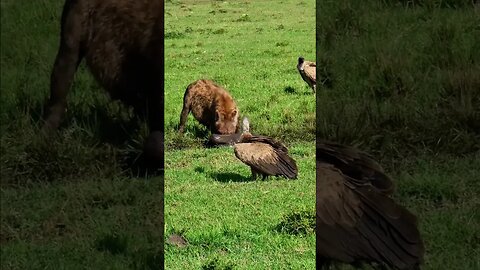 Hyena Pulls Calf From The Mud! #shorts | #ShortsAfrica