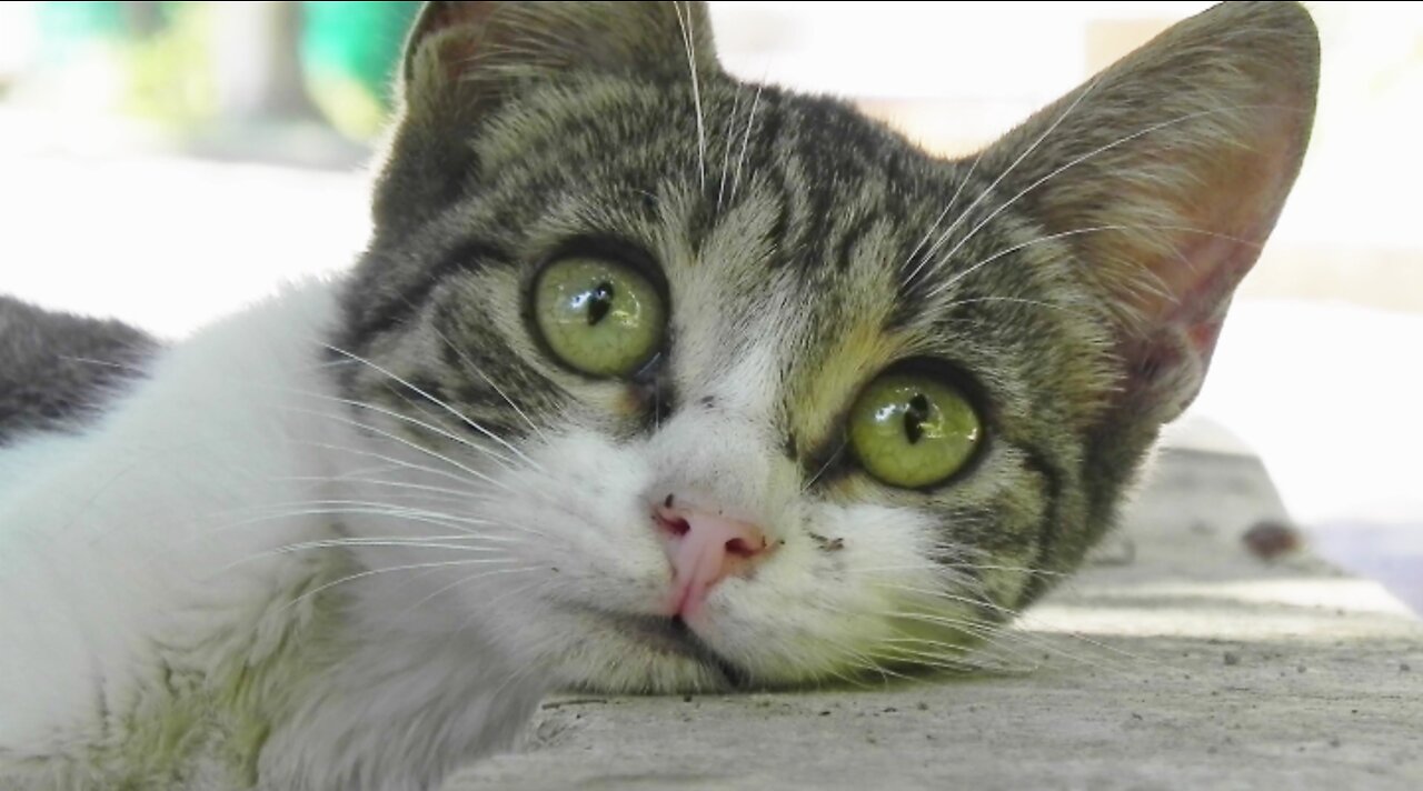 Funniest Cats Videos#8