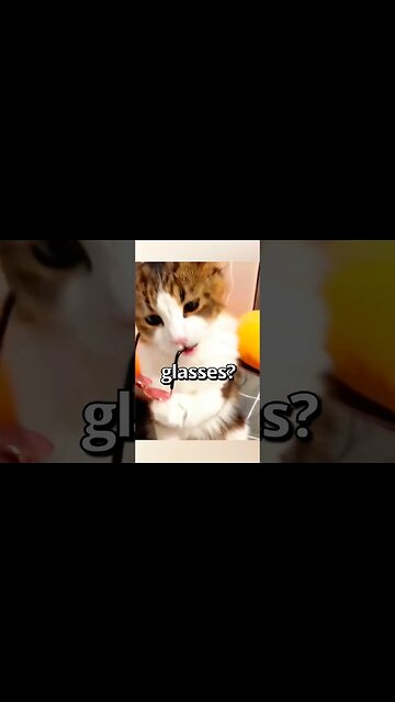 What Do YOU THINK of this CAT 😱 | Wholesome Moments