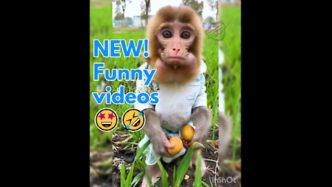 FUNNY VIDEOS TOP10 [New Funny Videos]