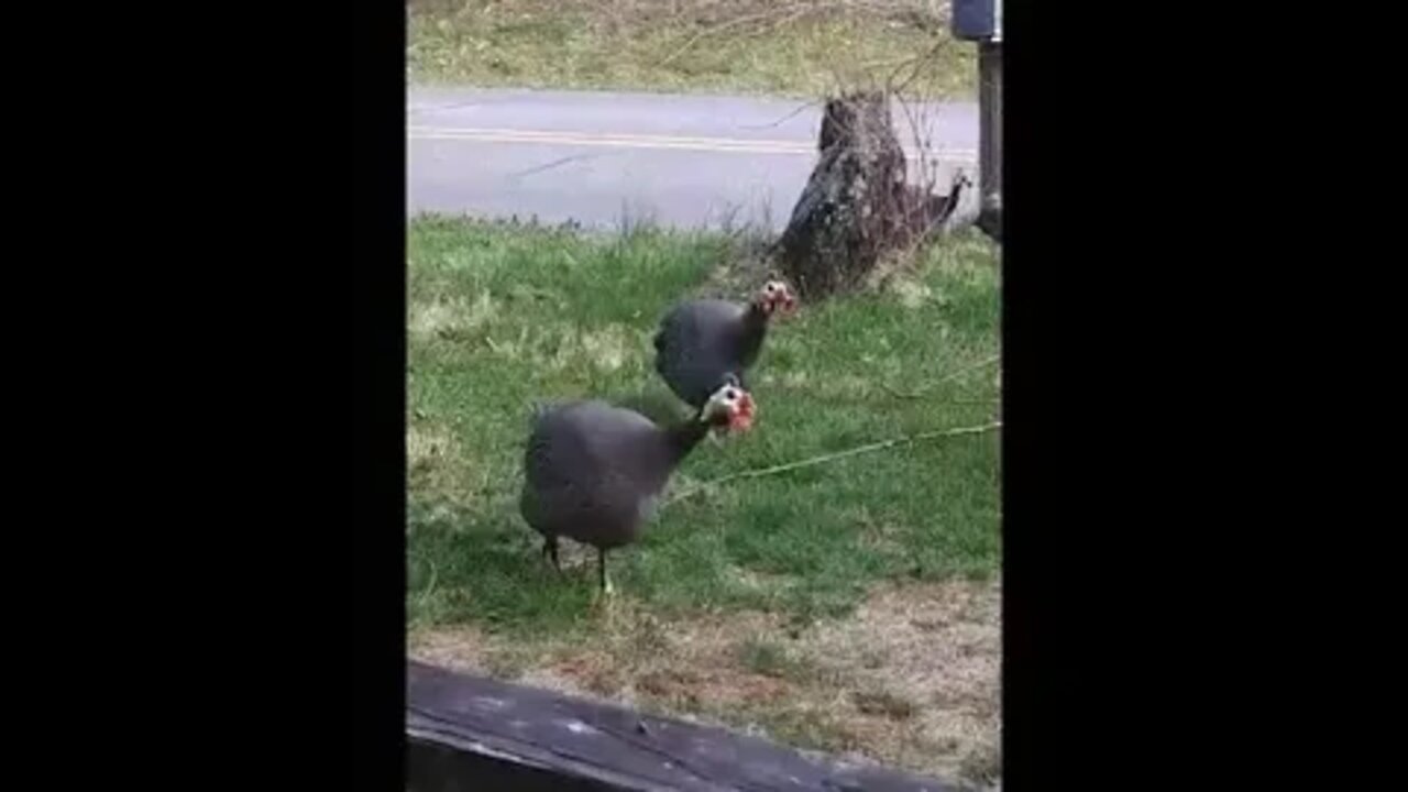 Critter Posting - Guineas Doing Guinea Stuff