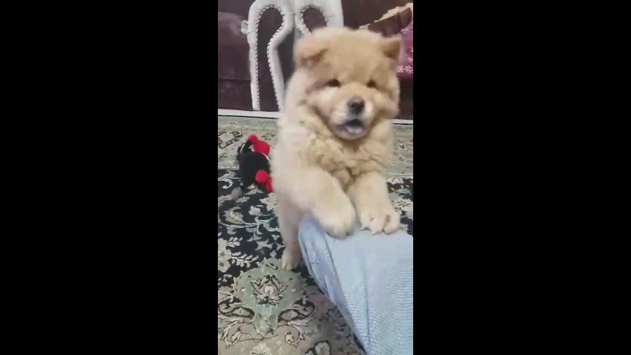 My sweet and tasty dog Mooka