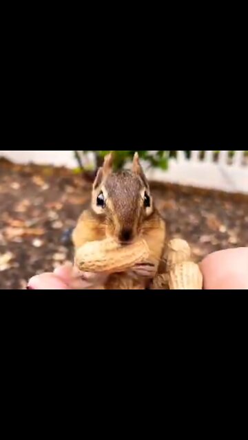 squirrel eating nuts