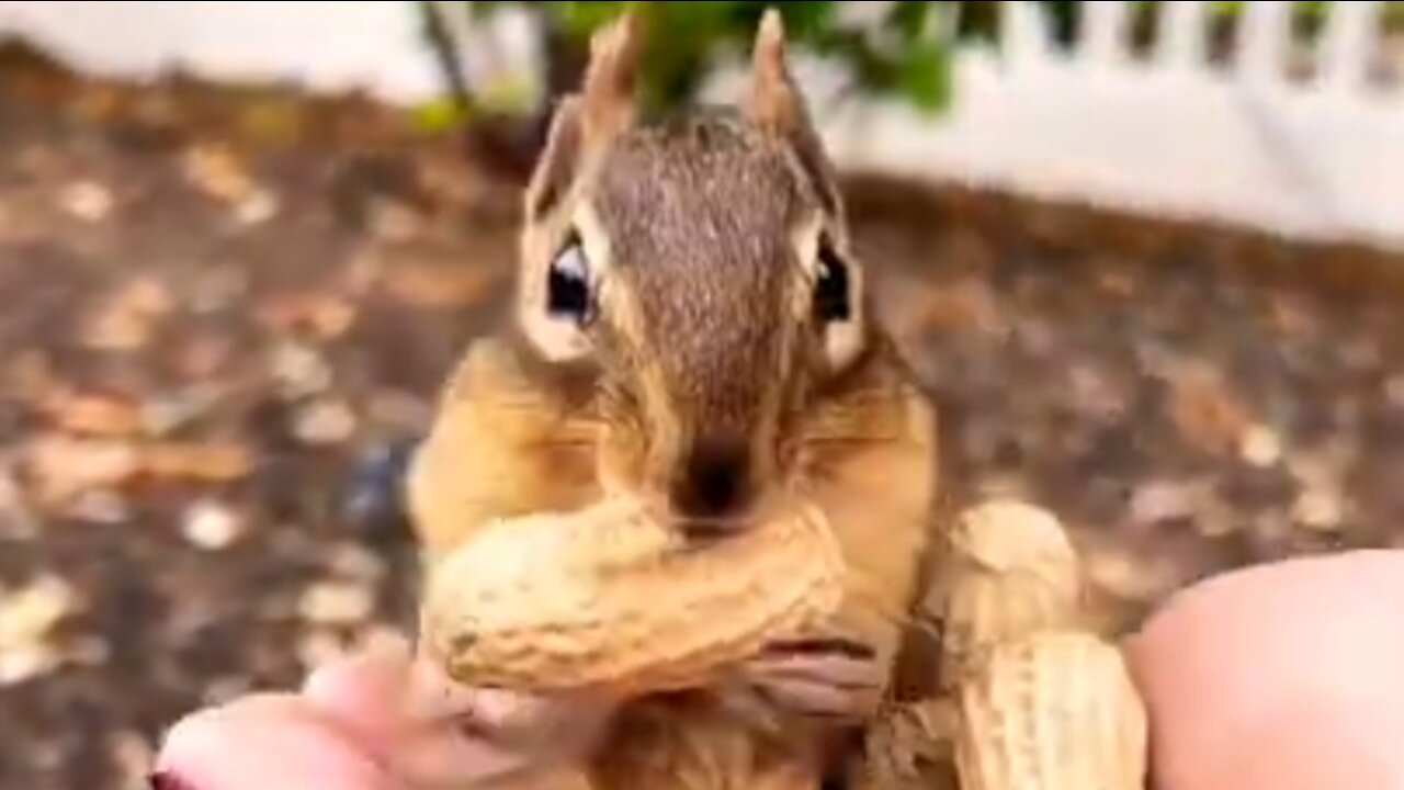 squirrel eating nuts