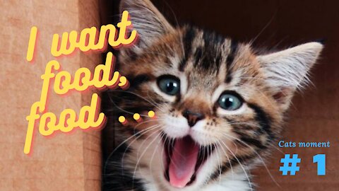 I want food !!! Cats moment # 1