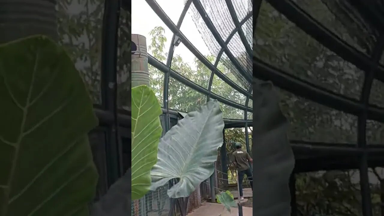 Burung apa ini......
