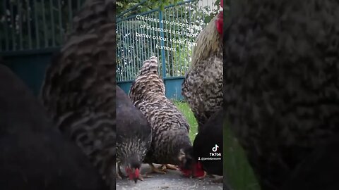 Chickens descended from dinosaur #facts #chicken