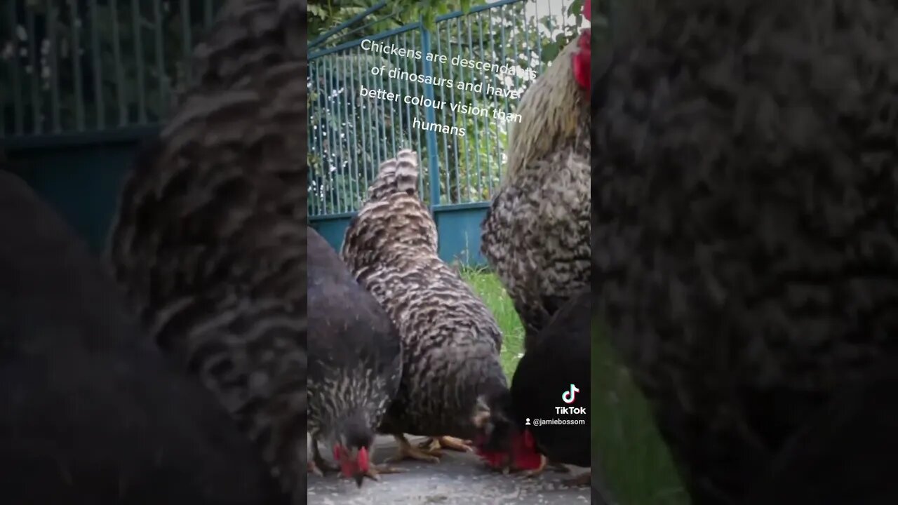 Chickens descended from dinosaur #facts #chicken