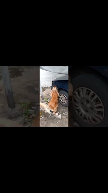 #dogshow , #animals , #dogs , #shorts