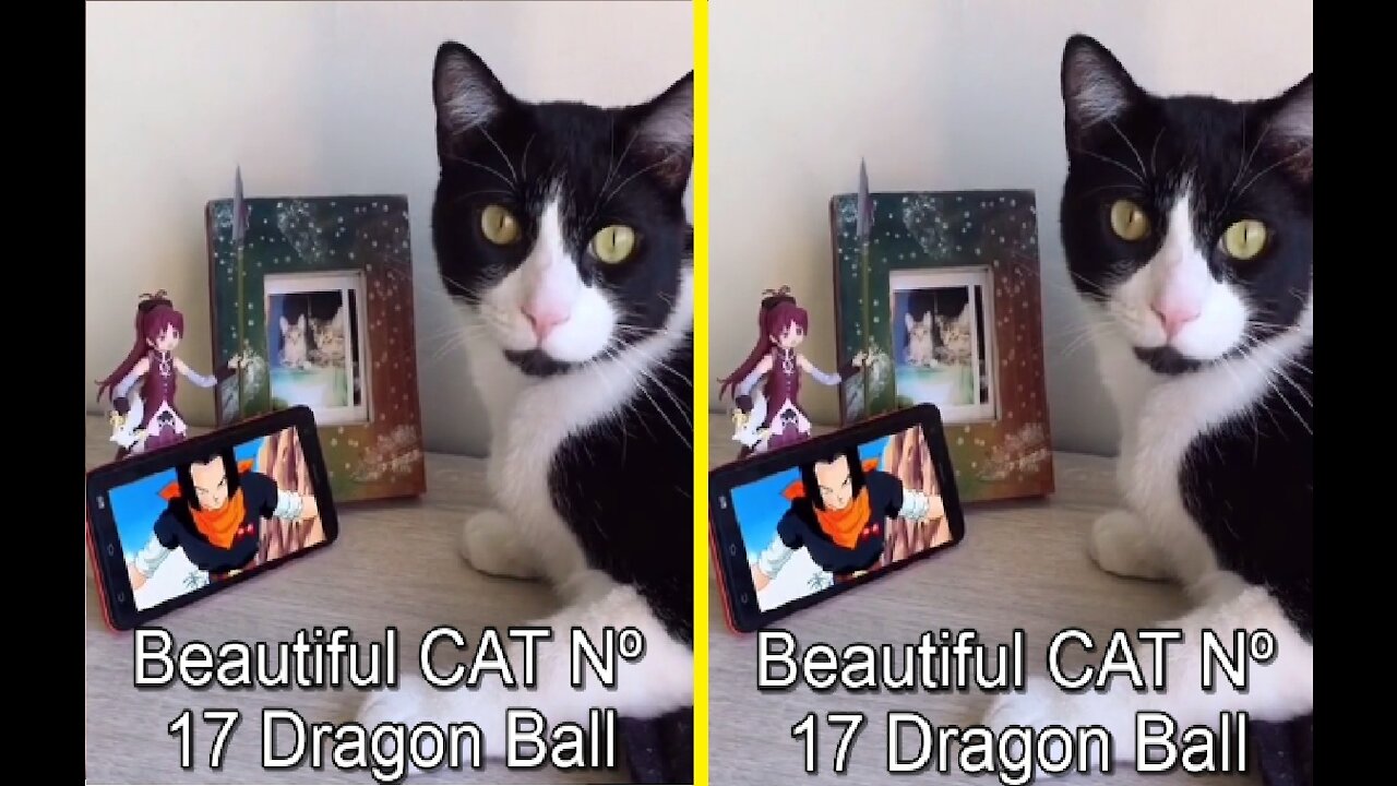 Beautiful CAT Nº 17 Dragon Ball Super