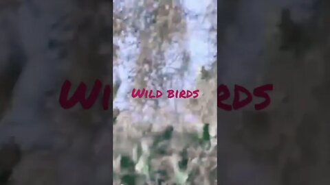 Wild Birds