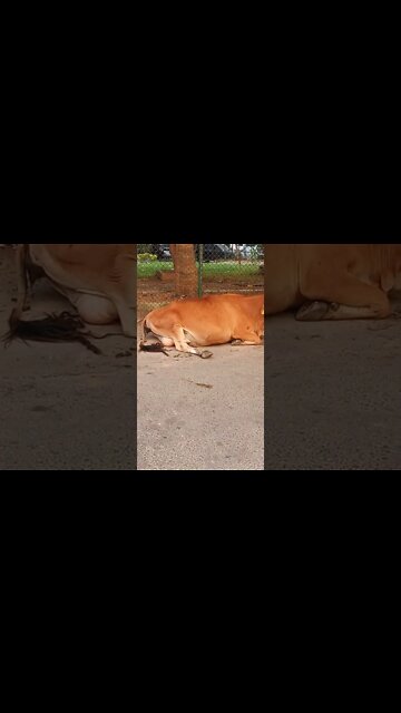 🐮 A Cow resting and munching alongide the road.