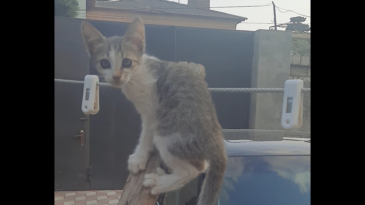 Curious kitten discovers new heights🐱😄