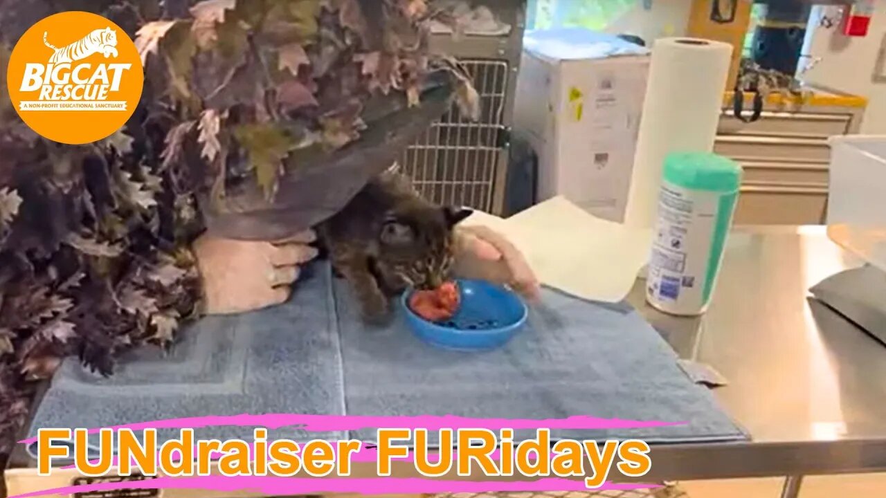 FUNdraiser Furiday with Ops Manager Afton as she checks on the rehab bobcat kittens! 05 19 2023