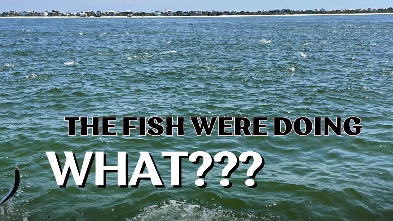 We went shelling and this crazy thing happened!!