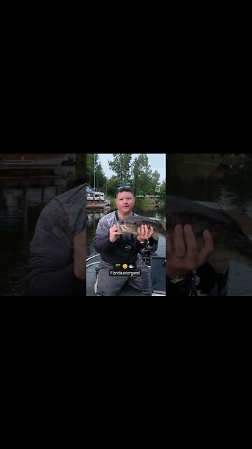 Catching pigs in Florida #fishing #viral #viralvideo #hugebass hugebass