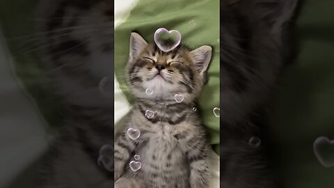 Cats Sleeping Like This? Too Cute to Handle! Top Hilarious Sleeping Poses🐾❤️