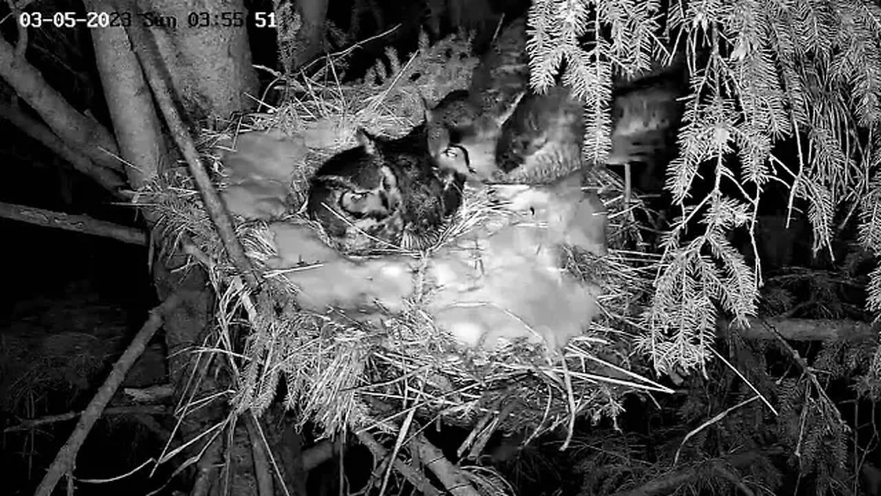 Albert Brings Ellie a Mouse 🦉 03/05/23 03:55