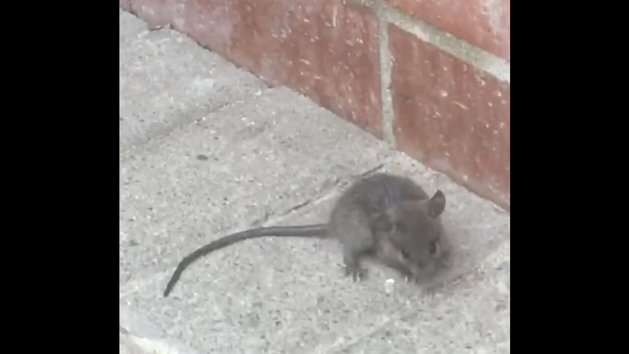 Wild Baby Rat running in circles