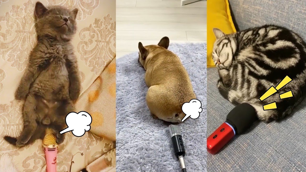 Dog ; cats farts on microphone 😂