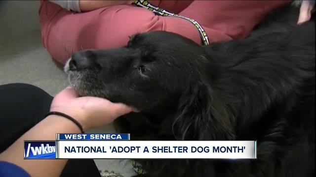 October is 'National Adopt a Shelter Dog Month' and the SPCA has lots of friends for you!