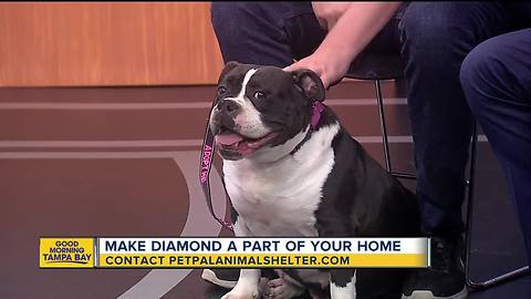 Pet of the week: Diamond the English Bulldog mix wants to find an owner to kiss