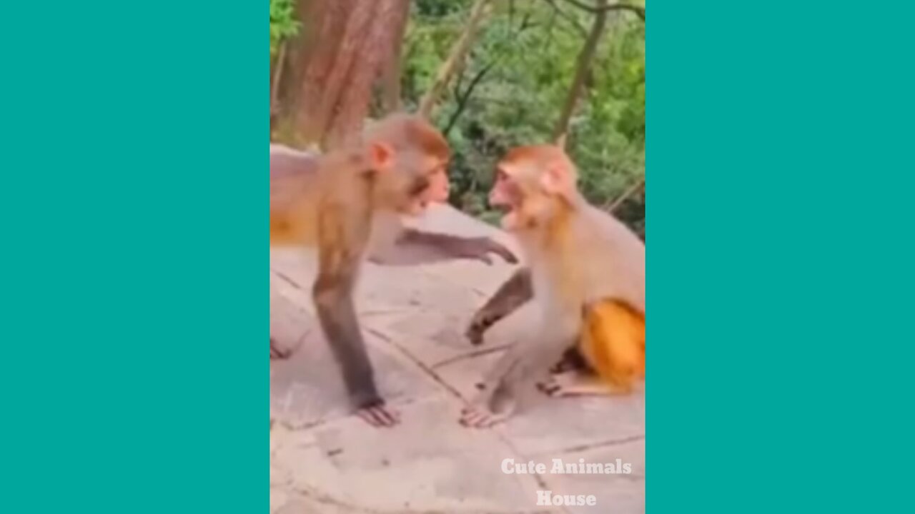 Very funny video of monkey 🤣🤣