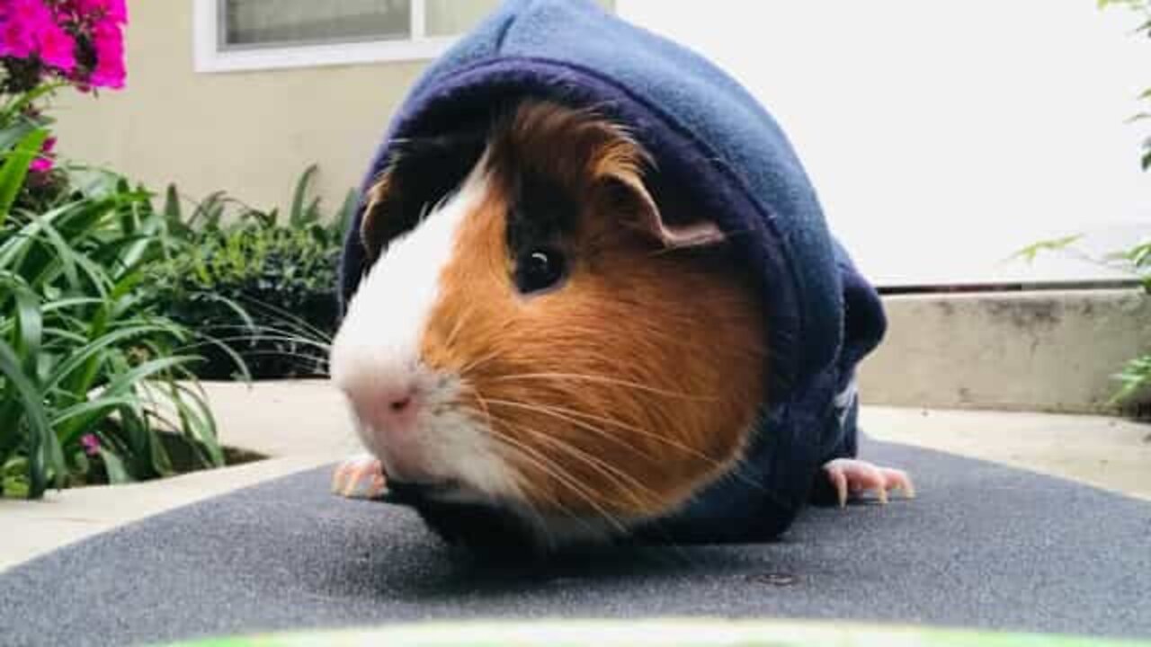 Guinea pig learns to skateboard in LA