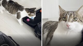 Cat Incredibly Packs Her Toys In Owner's Suitcase