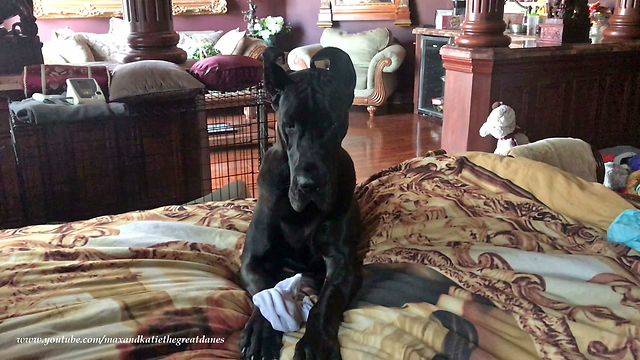 Funny Great Dane Helps with the Laundry