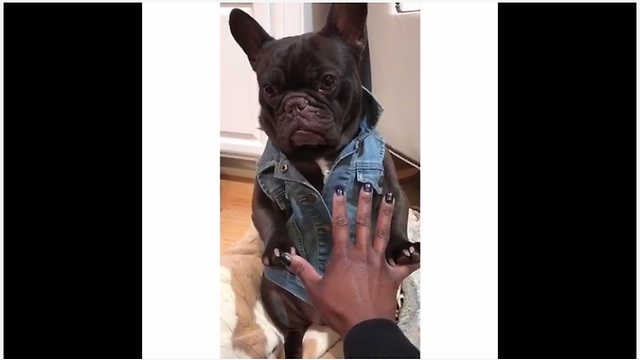 French Bulldog models awesome denim jacket