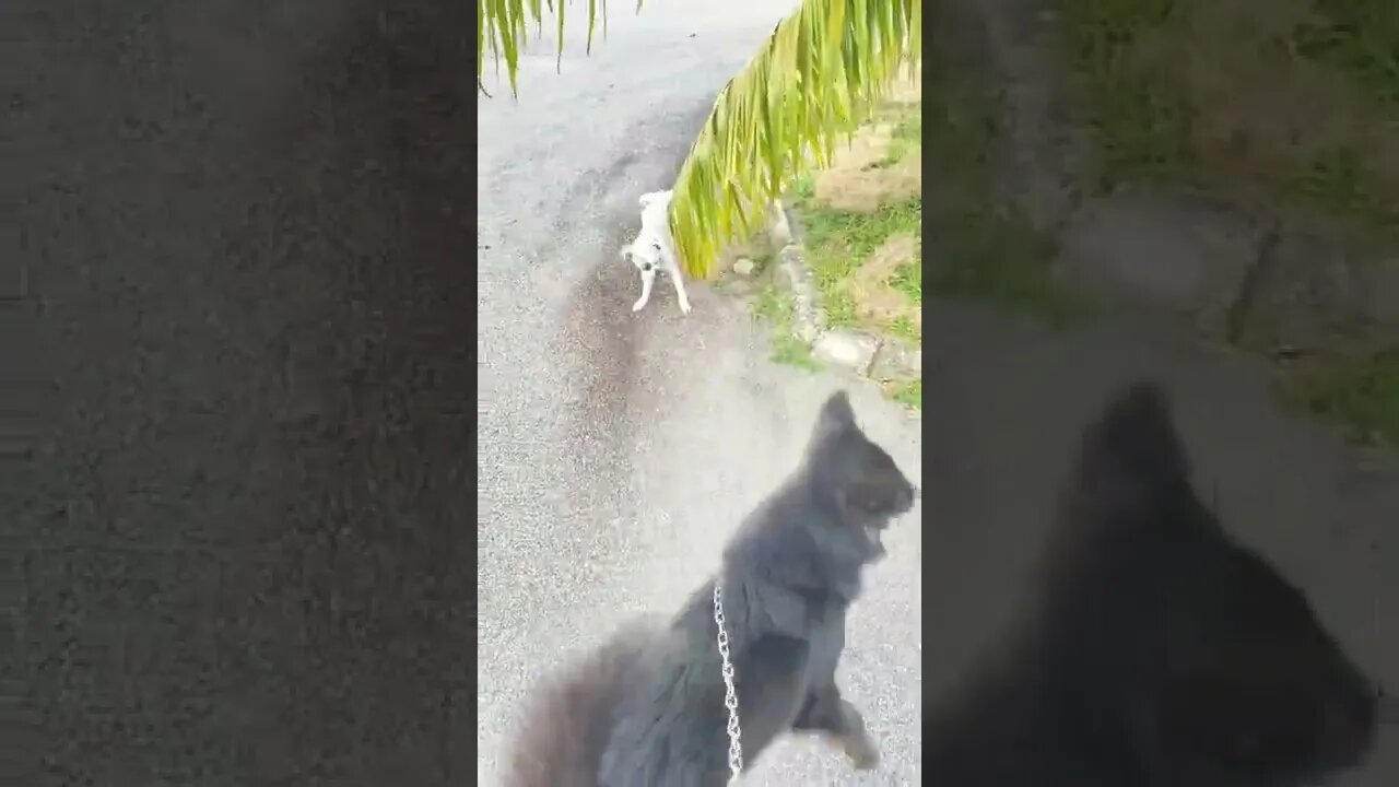 Kelpie and Shih Tzu Walking #dog #dogs