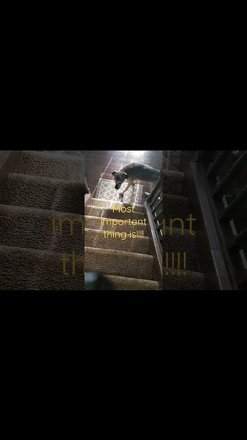 blind dog independence... #shortsvideo #dog #animals #socialmedia #blinddog