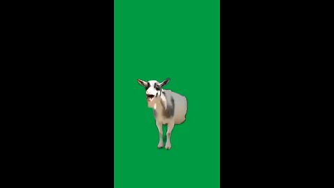 two sheep's laughing meme