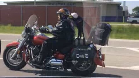 Daredevil dog rides on motorbike with owner