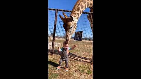 Baby with giraffe funny moments