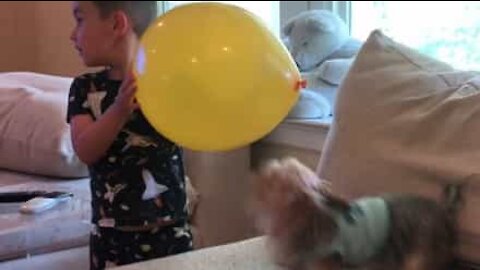 Un petit garçon émerveille un chien avec son ballon