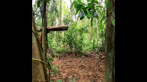 Fabriquer des maisons dans les forêts...d'une manière merveilleuse et belle